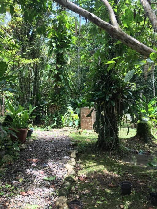 Chacara Na Mata Atlantica